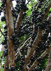 jaboticaba wines au